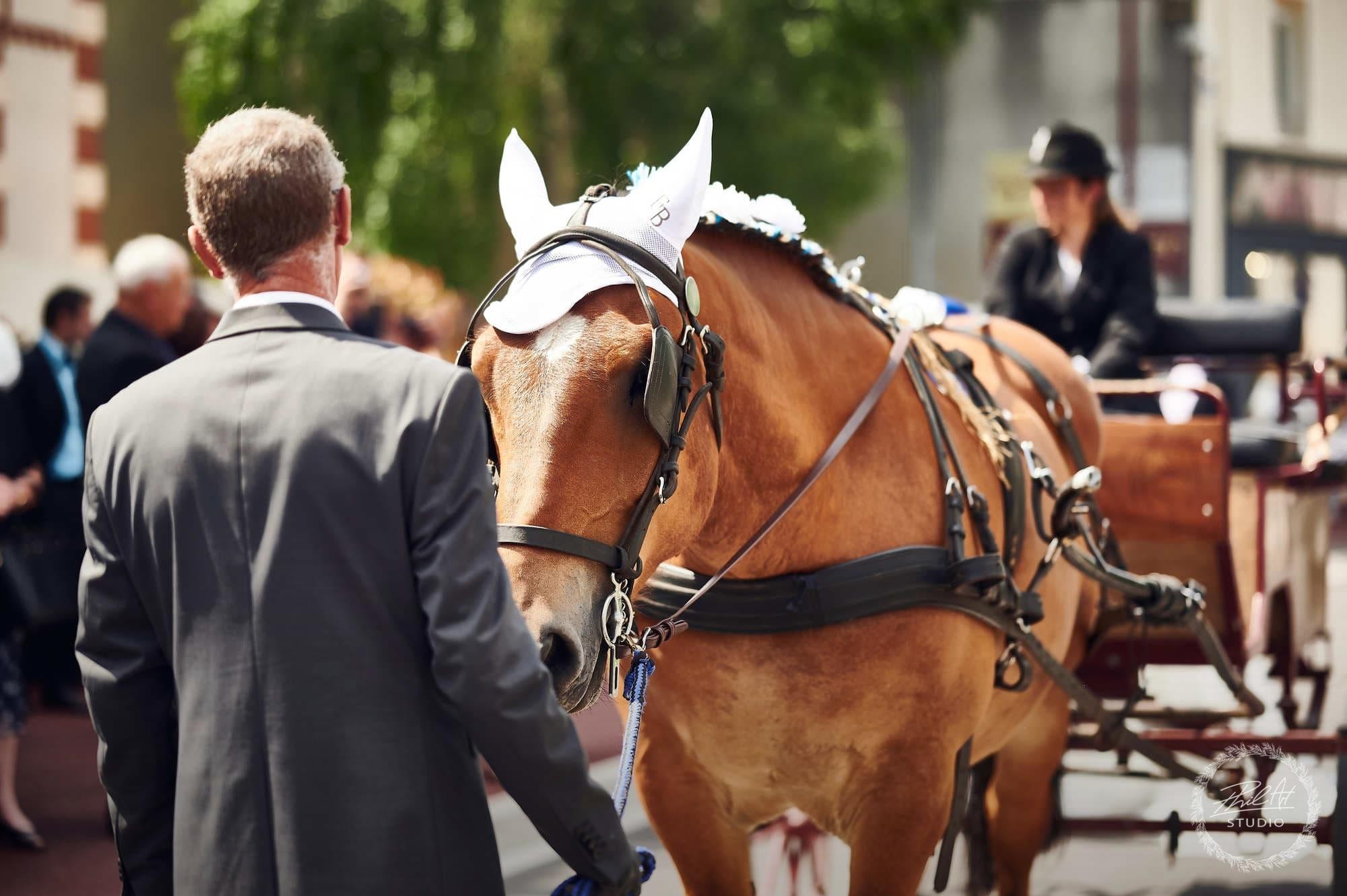 calèches et cheval de trait ardennais 